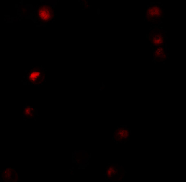 LAP2 Antibody in Immunocytochemistry (ICC/IF)