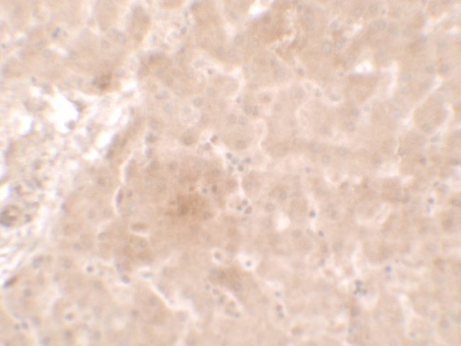 APOE Antibody in Immunohistochemistry (Paraffin) (IHC (P))