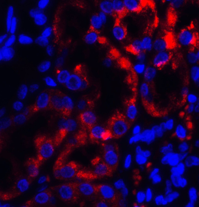 TRPV4 Antibody in Immunohistochemistry (Paraffin) (IHC (P))