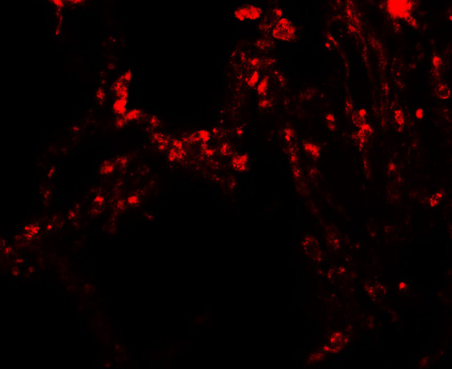 TRPV4 Antibody in Immunohistochemistry (Paraffin) (IHC (P))