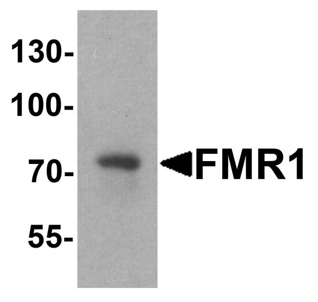 FMRP Antibody in Western Blot (WB)