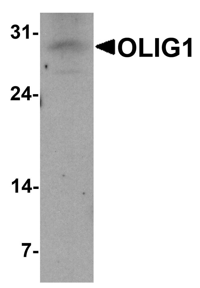 OLIG1 Antibody in Western Blot (WB)