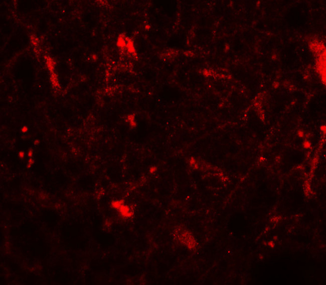 CRF Antibody in Immunohistochemistry (Paraffin) (IHC (P))