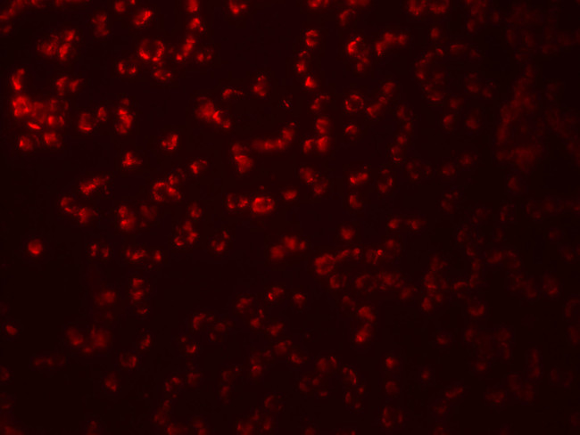 SAMHD1 Antibody in Immunocytochemistry (ICC/IF)