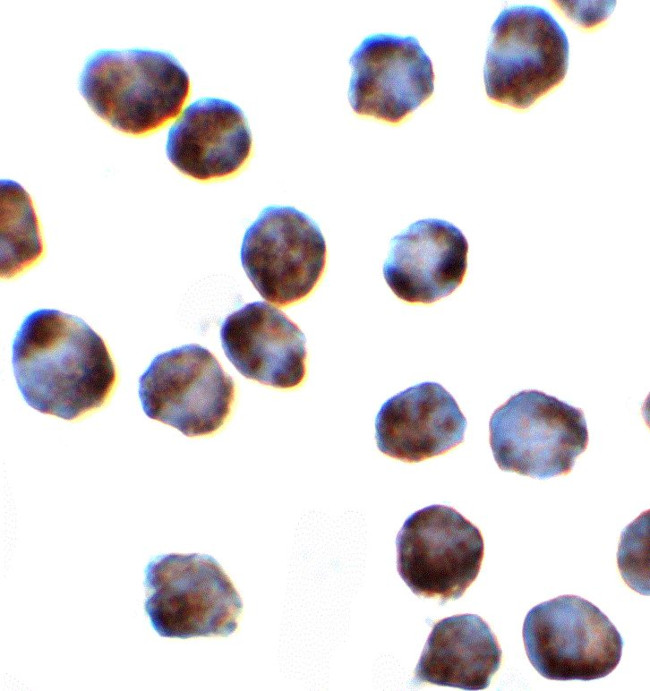 SRSF3 Antibody in Immunocytochemistry (ICC/IF)