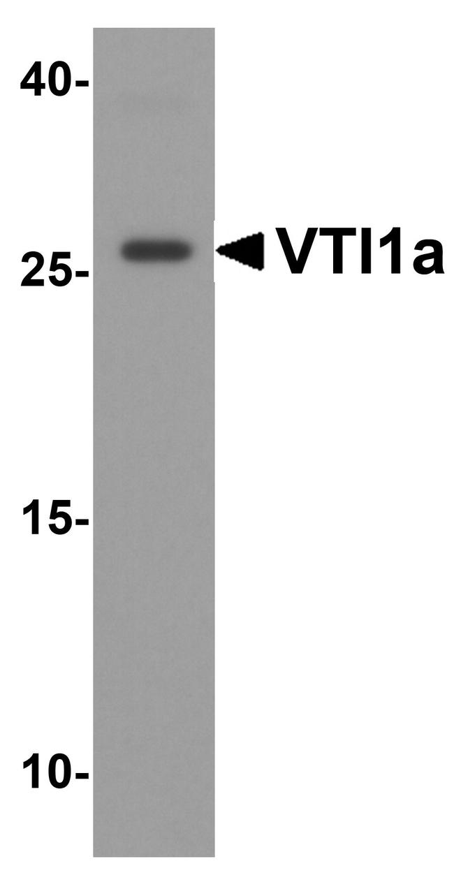 VTI1A Antibody in Western Blot (WB)