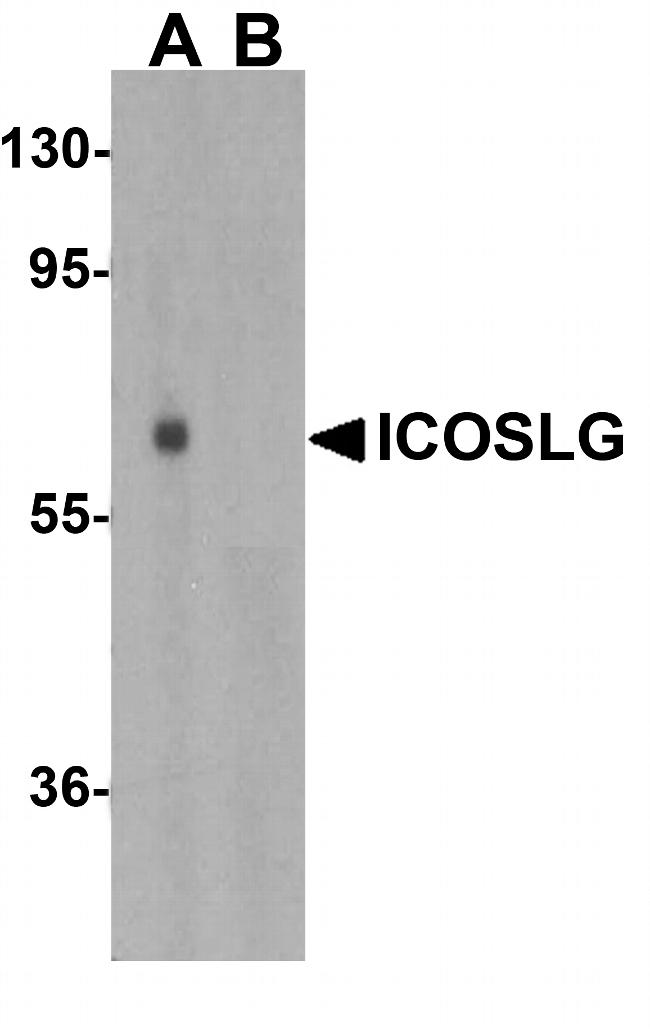 CD275 (B7-H2) Antibody in Western Blot (WB)