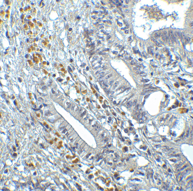 IRF7 Antibody in Immunohistochemistry (Paraffin) (IHC (P))