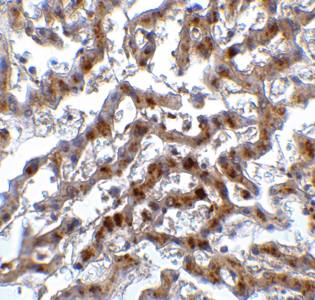 IRF7 Antibody in Immunohistochemistry (Paraffin) (IHC (P))