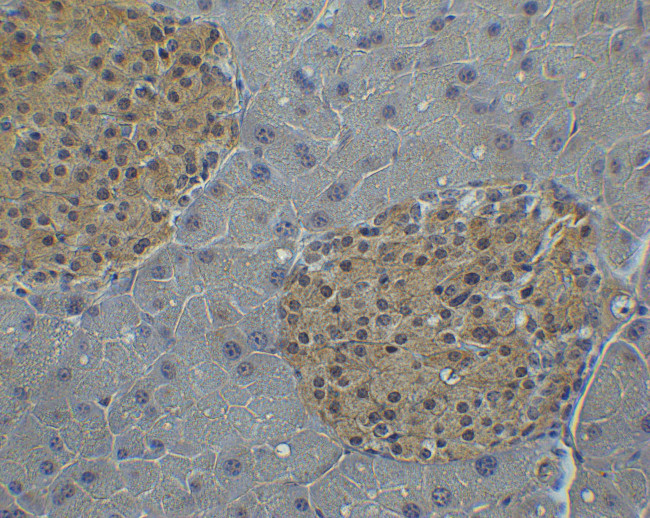 IRF7 Antibody in Immunohistochemistry (Paraffin) (IHC (P))