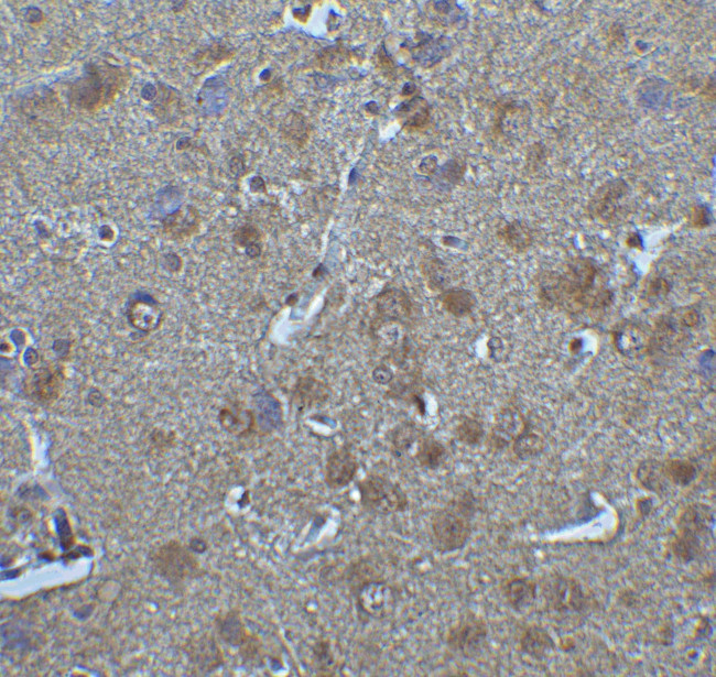 IRF7 Antibody in Immunohistochemistry (Paraffin) (IHC (P))