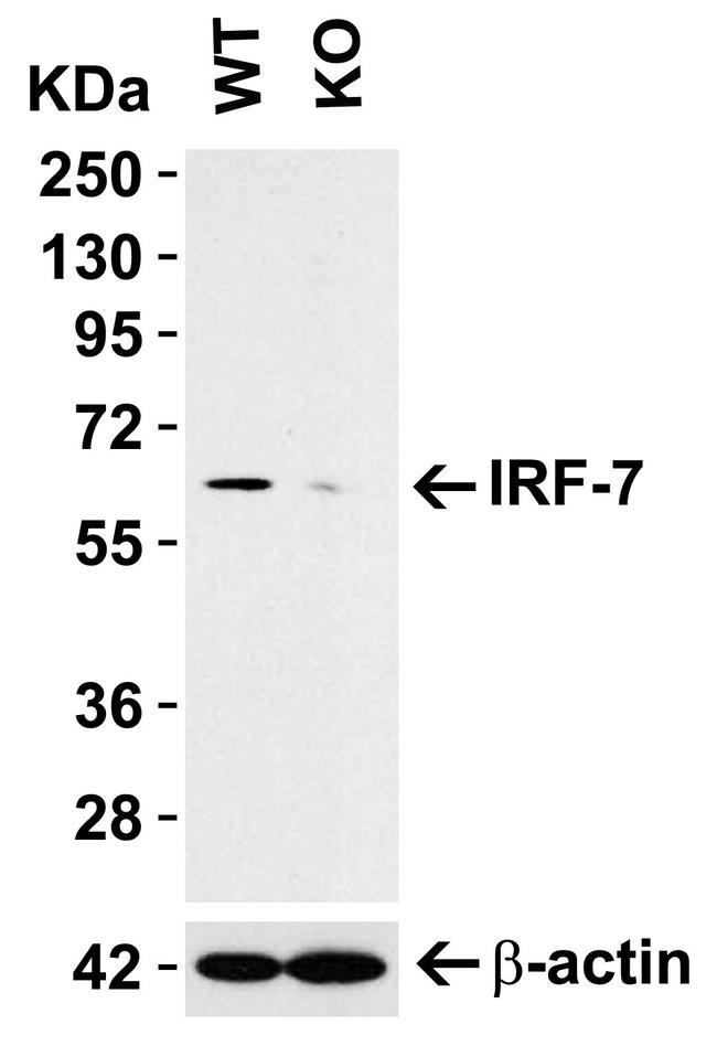IRF7 Antibody in Western Blot (WB)
