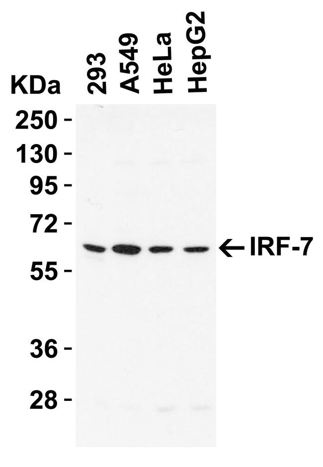 IRF7 Antibody in Western Blot (WB)