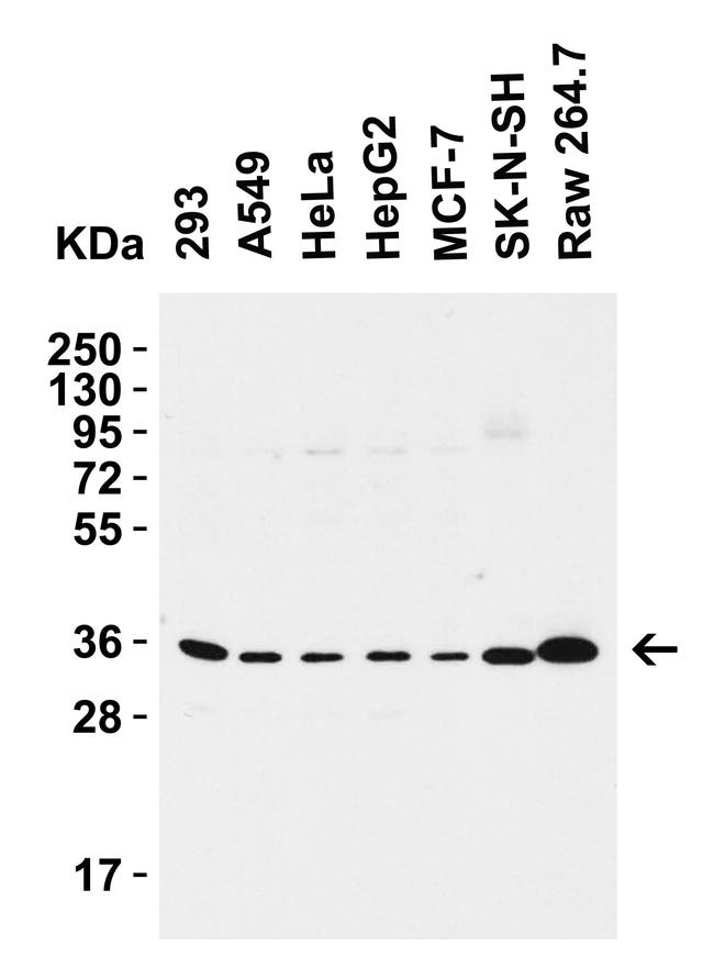 SIGLEC15 Antibody in Western Blot (WB)