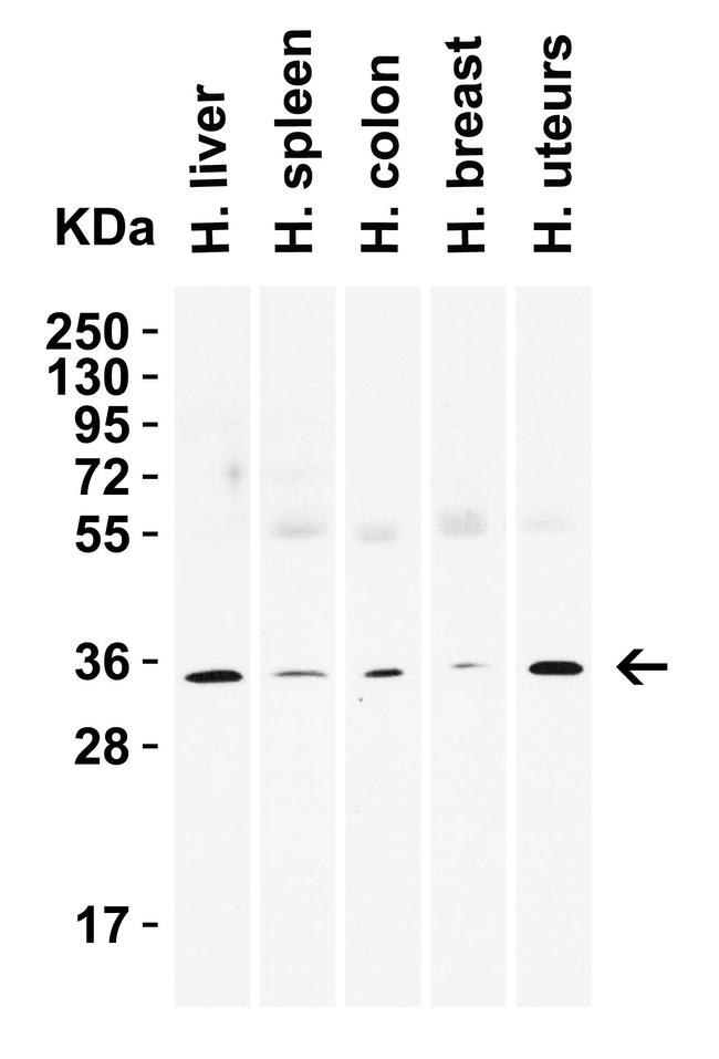 SIGLEC15 Antibody in Western Blot (WB)