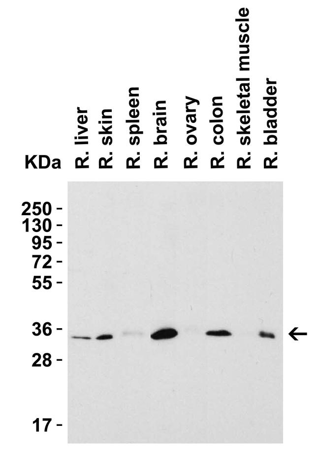 SIGLEC15 Antibody in Western Blot (WB)