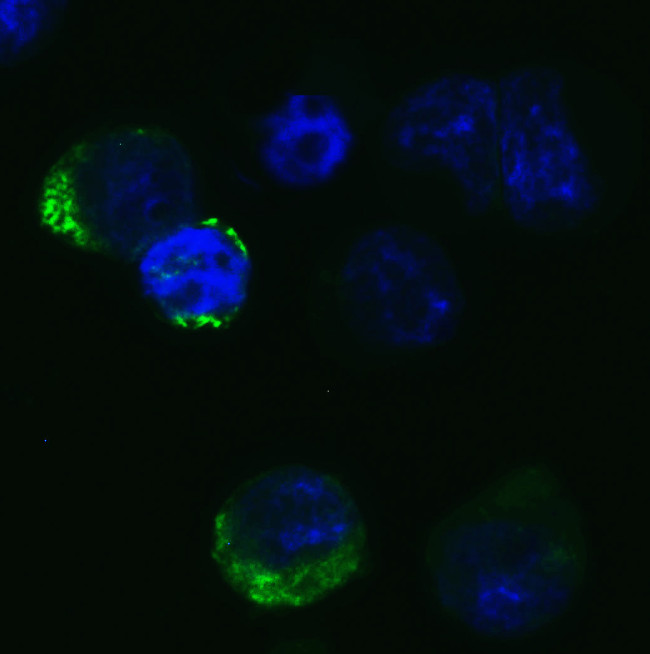 SARS-CoV-2 Spike Protein (RBD) Antibody in Immunocytochemistry (ICC/IF)