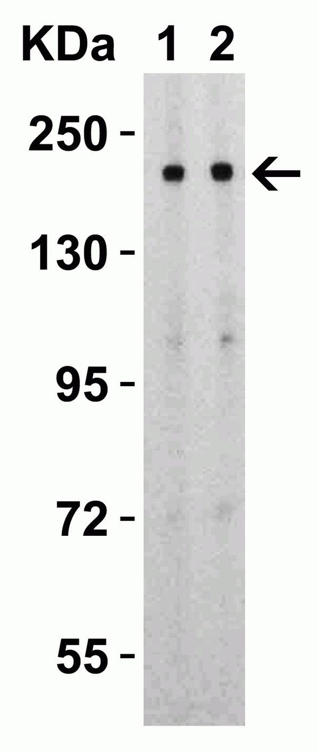 SARS-CoV-2 Spike Protein S2 Antibody in Western Blot (WB)