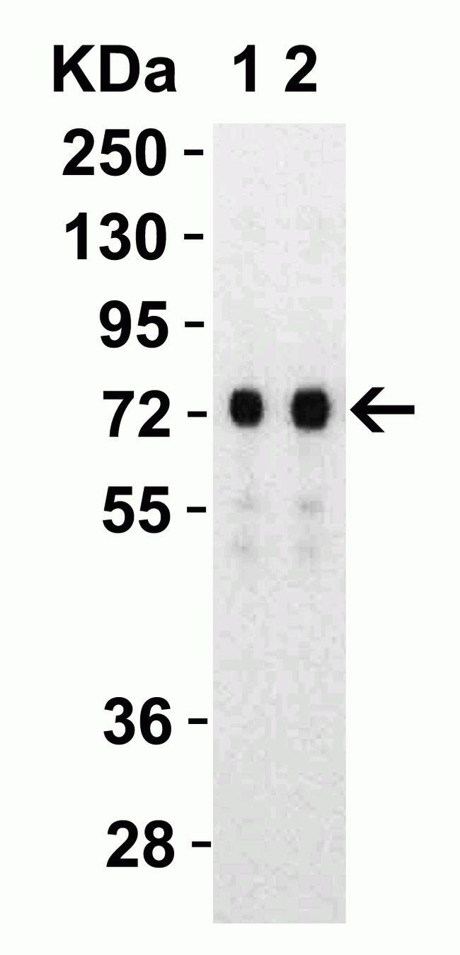 SARS-CoV-2 Spike Protein S2 Antibody in Western Blot (WB)