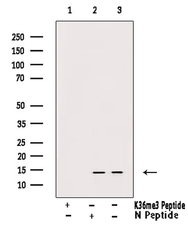 H3K36me3 Antibody in Western Blot (WB)