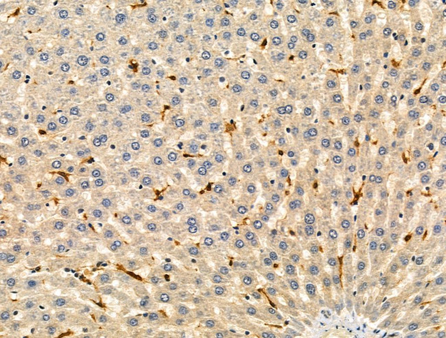 Phospho-TNFAIP3 (Ser381) Antibody in Immunohistochemistry (Paraffin) (IHC (P))