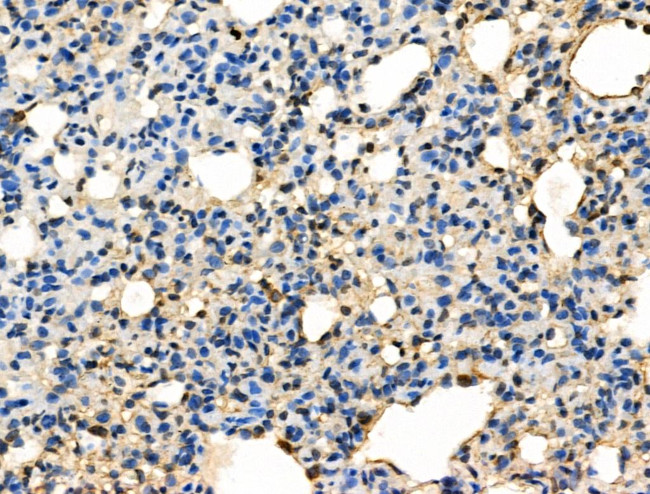 Phospho-Caspase 8 (Tyr380) Antibody in Immunohistochemistry (Paraffin) (IHC (P))