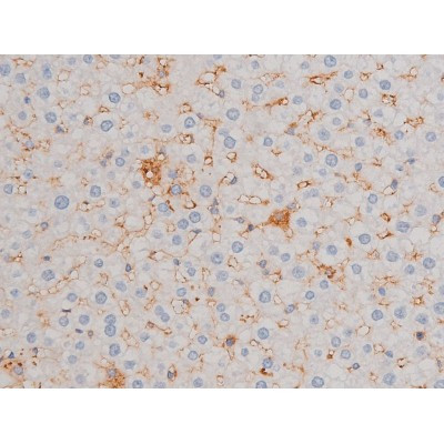 Phospho-Cdc25A (Ser76) Antibody in Immunohistochemistry (Paraffin) (IHC (P))