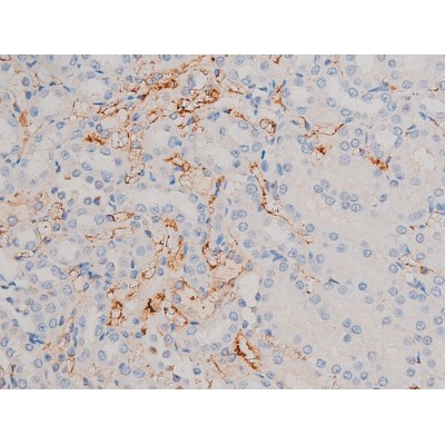 Phospho-Cdc25A (Ser76) Antibody in Immunohistochemistry (Paraffin) (IHC (P))