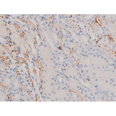 Phospho-Cdc25A (Ser76) Antibody in Immunohistochemistry (Paraffin) (IHC (P))