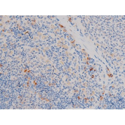 Phospho-Cdc25A (Ser76) Antibody in Immunohistochemistry (Paraffin) (IHC (P))