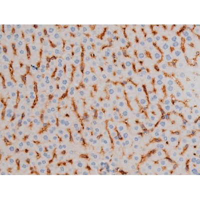 Phospho-Cdc25A (Ser76) Antibody in Immunohistochemistry (Paraffin) (IHC (P))