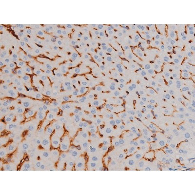 Phospho-Cdc25A (Ser76) Antibody in Immunohistochemistry (Paraffin) (IHC (P))