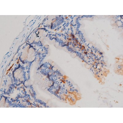 Phospho-Cdc25A (Ser76) Antibody in Immunohistochemistry (Paraffin) (IHC (P))