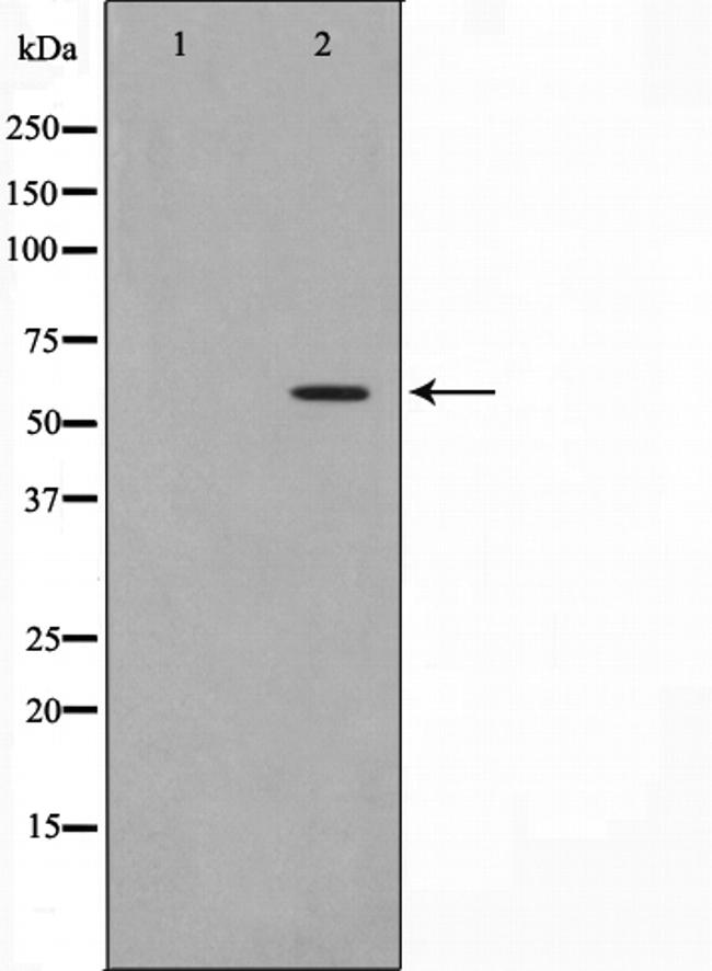 Phospho-Cdc25A (Ser76) Antibody in Western Blot (WB)