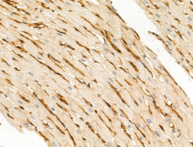 Phospho-EIF4B (Ser504) Antibody in Immunohistochemistry (Paraffin) (IHC (P))