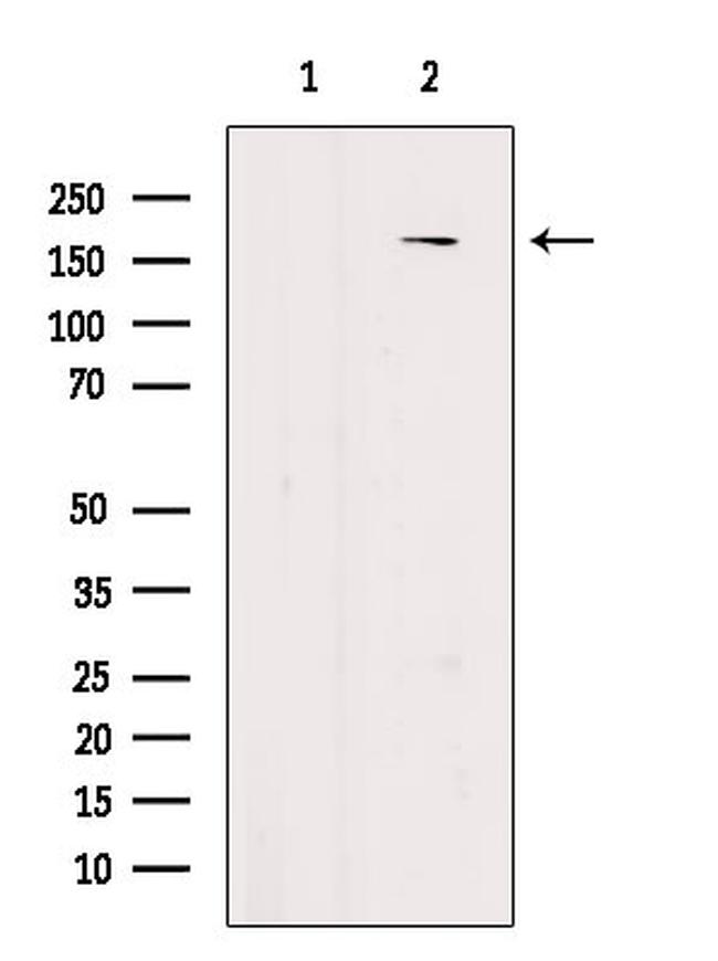 Phospho-EPRS (Ser886) Antibody in Western Blot (WB)