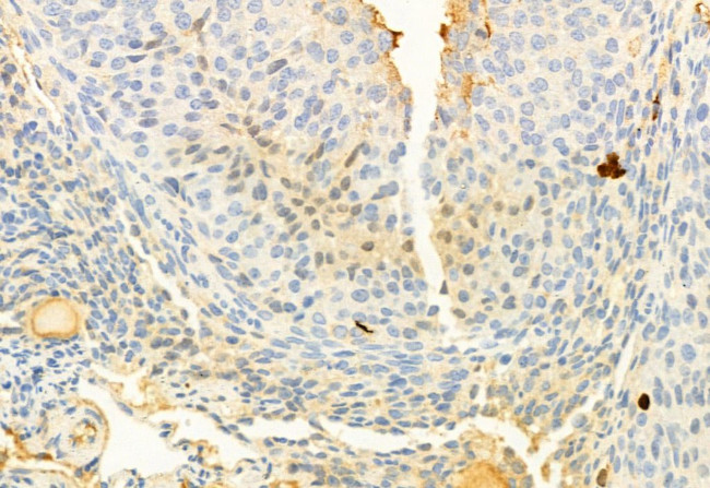 Phospho-ERK5 (Thr219, Tyr221) Antibody in Immunohistochemistry (Paraffin) (IHC (P))