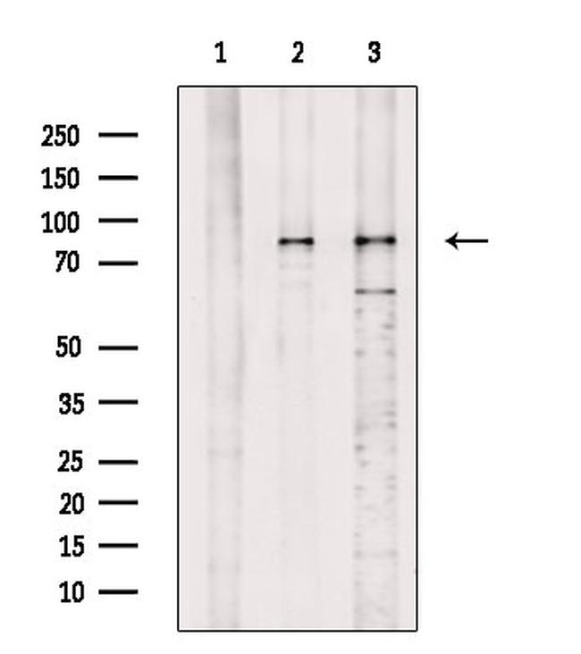 Phospho-EZH2 (Thr345) Antibody in Western Blot (WB)