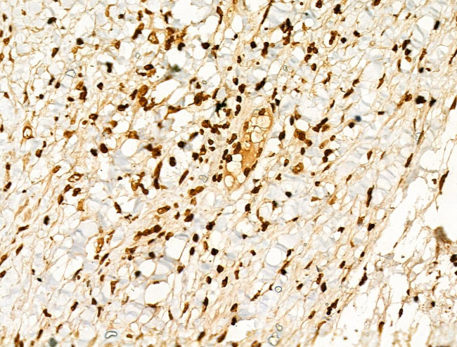 Phospho-GSK3B (Thr390) Antibody in Immunohistochemistry (Paraffin) (IHC (P))