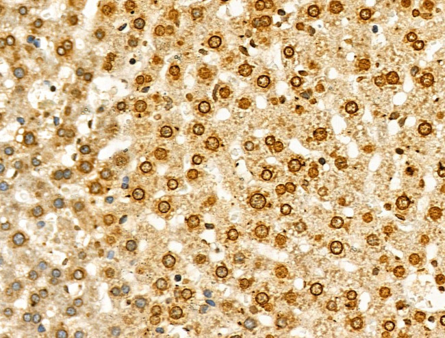 Phospho-GSK3B (Thr390) Antibody in Immunohistochemistry (Paraffin) (IHC (P))