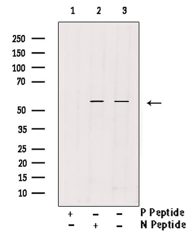 Phospho-IRF7 (Ser437, Ser438) Antibody in Western Blot (WB)