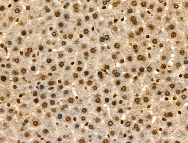 Phospho-IRF7 (Ser471, Ser472) Antibody in Immunohistochemistry (Paraffin) (IHC (P))