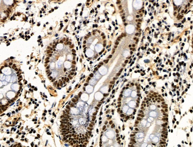 Phospho-JIP1 (Thr205) Antibody in Immunohistochemistry (Paraffin) (IHC (P))