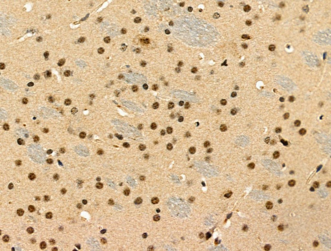 Phospho-JIP1 (Thr205) Antibody in Immunohistochemistry (Paraffin) (IHC (P))