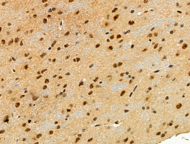 Phospho-JIP1 (Thr205) Antibody in Immunohistochemistry (Paraffin) (IHC (P))