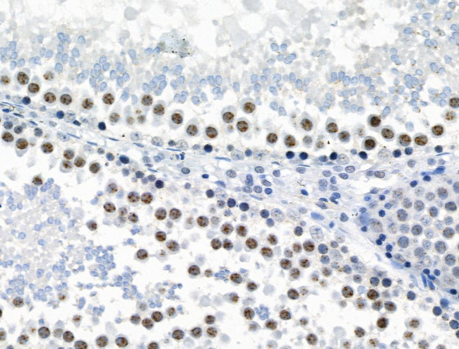 Phospho-JIP1 (Thr205) Antibody in Immunohistochemistry (Paraffin) (IHC (P))