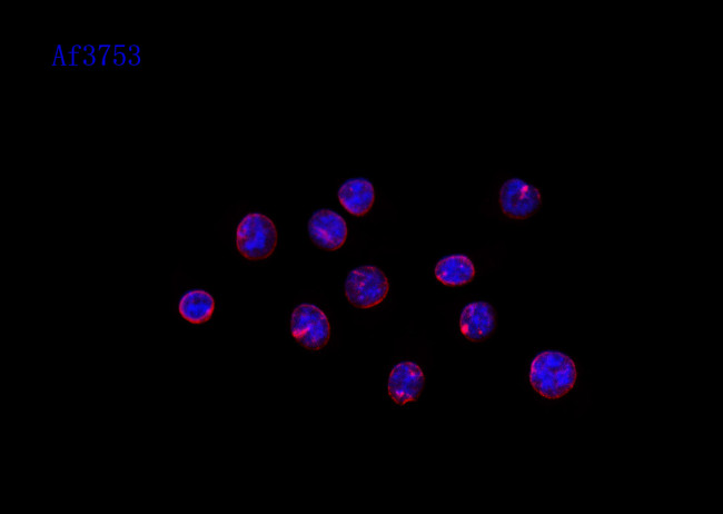 Phospho-Lamin A/C (Ser390) Antibody in Immunocytochemistry (ICC/IF)