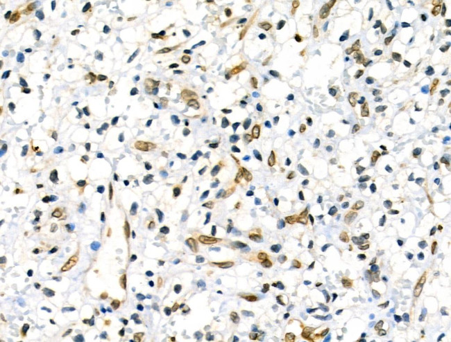 Phospho-Lamin A/C (Ser390) Antibody in Immunohistochemistry (Paraffin) (IHC (P))