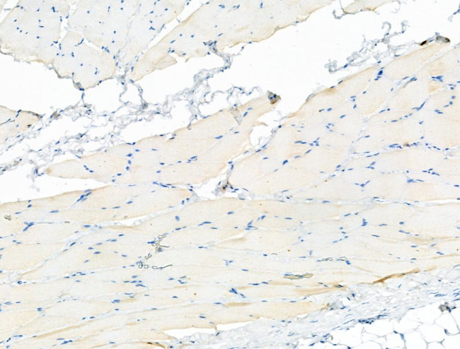 Phospho-LRRK2 (Ser935) Antibody in Immunohistochemistry (Paraffin) (IHC (P))