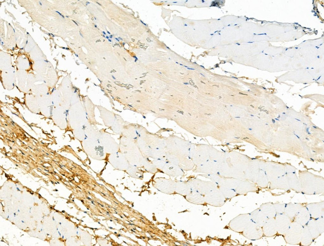 Phospho-LRRK2 (Ser935) Antibody in Immunohistochemistry (Paraffin) (IHC (P))